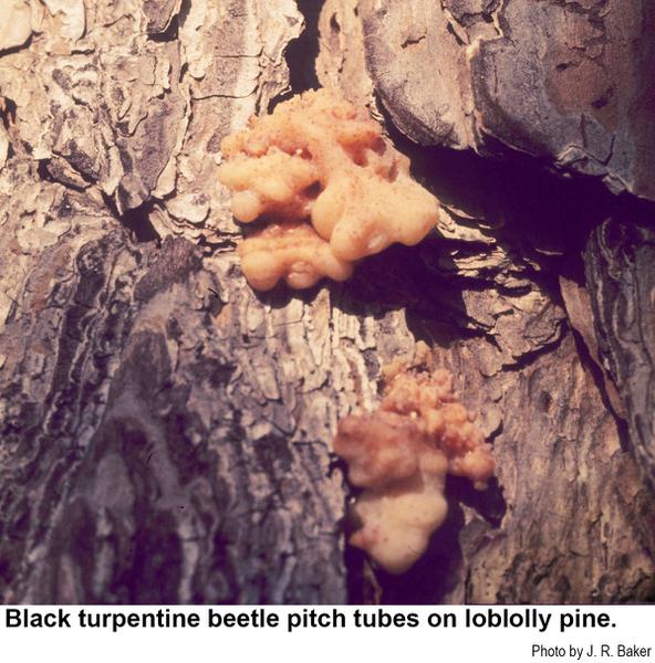 Black turpentine beetle pitch tube